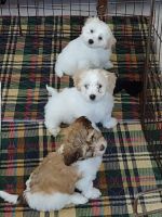 Havanese Puppies for sale in Ocala, Florida. price: $1,250