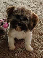 Havanese Puppies for sale in Greencastle, IN 46135, USA. price: $1,500