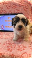 Havanese Puppies for sale in Fort Lauderdale, FL 33319, USA. price: $1,500