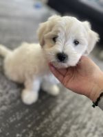 Havanese Puppies for sale in 79588 Efringen-Kirchen, Germany. price: 900 EUR