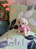 Havanese Puppies for sale in Bunn, NC 27508, USA. price: $600