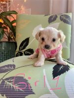 Beautiful Cheenese Puppies