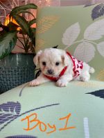 Beautiful Cheenese Puppies