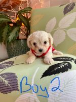 Beautiful Cheenese Puppies