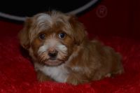 Havanese Puppies for sale in Marietta, GA, USA. price: $3,000