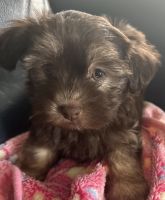 AKC Havanese with champion bloodlines