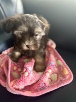 AKC Havanese with champion bloodlines