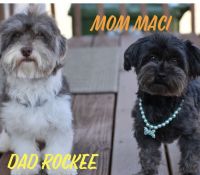 AKC Havanese with champion bloodlines