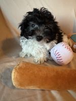 Havanese Puppies for sale in Fremont, NE 68025, USA. price: $475