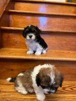 Havanese Puppies Akc