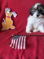 Havanese Puppies for sale in Fremont, NE 68025, USA. price: $600