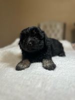 Havanese Puppies for sale in Lutz, FL, USA. price: $950