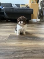 Havanese Puppies for sale in Henderson, Brighton, CO, USA. price: $1,600