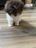 Female Havanese