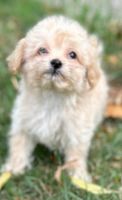 Havanese Puppies for sale in Buffalo, NY, USA. price: $800