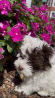 AKC havanese