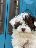 Havanese Puppies for sale in Otway, OH 45657, USA. price: $700