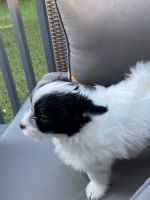 Meet JR! The fun loving Havapom!