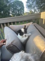 Meet JR! The fun loving Havapom!