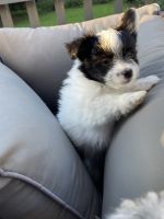 Meet JR! The fun loving Havapom!