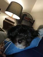 8 months old havenese puppy for sale