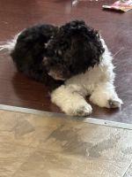 8 months old havenese puppy for sale