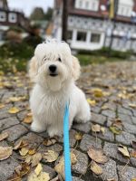 Havanese puppies FCI