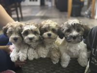 Havanese Puppies for sale in Pearland, TX, USA. price: $1,500
