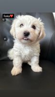 Havanese Puppies for sale in Vintířov, Czechia. price: 12,000 CZK