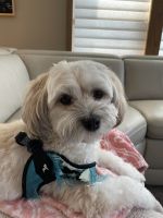 Havanese Puppies for sale in Shakopee, MN, USA. price: $150