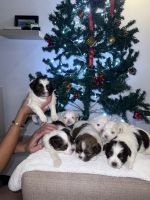 Havanese Puppies for sale in El Gouna, Hurghada, Red Sea Governorate, Egypt. price: 4,500 EGP