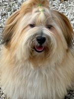 havanaisChiotsà vendre dans Le Tignet, France. Prix: 1,000 EUR