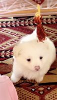 Havanese Puppies for sale in Al Shorouk City, El Shorouk, Cairo Governorate, Egypt. price: 2,000 EGP