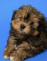 HavaneserWelpenzu verkaufen in 03172 Jänschwalde, Deutschland. Preis: 750 EUR