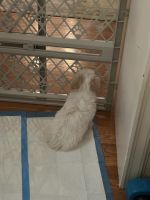 Havanese Puppies for sale in Cincinnati, OH 45224, USA. price: $400