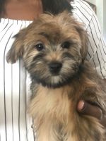 Havanese/Yorkie(havashire) puppies