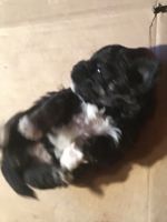 7 adorable puppies for sell