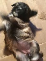 7 adorable puppies for sell