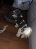 Loving dog needs a new home