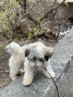 6 month old HAVANESE puppy for sale