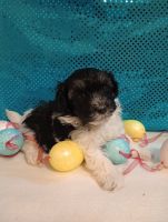 Havapoo Puppies for sale in Bristol, Indiana. price: $500