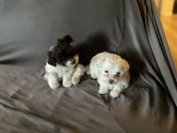 Havapoo Puppies Photos