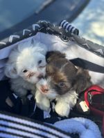 Havapoo Puppies for sale in Phoenix, Arizona. price: $800