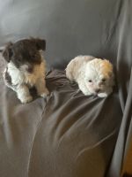 Havapoo Puppies Photos