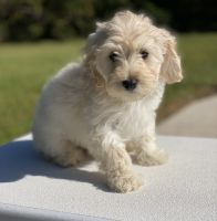 Havapoo Puppies for sale in Cadwell, Georgia. price: $800