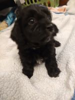 4 havapoo pups. 5 weeks old the will be ready last week of Jan.