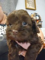 4 havapoo pups. 5 weeks old the will be ready last week of Jan.