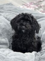 Havapoo Female Puppy