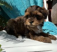 Havapoo-Colon Michigan-$800