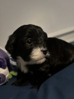 Perfect pet to take anywhere